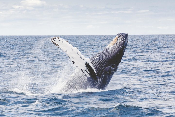 a man flying through the air while riding a wave in the ocean